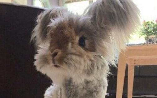 草泥兔的產地是哪裡？草泥兔多少錢可以買到？