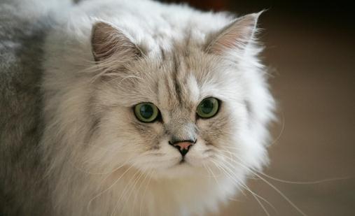 金吉拉猫多少錢一隻？金吉拉猫怎麼養？