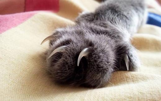 扒一扒猫爪的小秘密殺機藏在肉墊裏