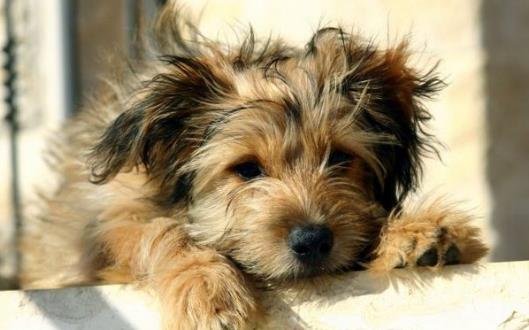 警惕這幾種疾病狗狗和人類會互相傳染