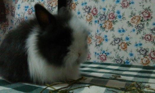 潔西伍莉怎麼養？潔西伍莉的養殖方法