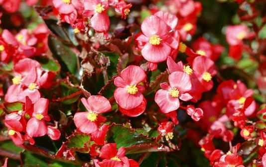 秋海棠怎麼養殖?秋海棠的簡介