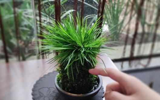室內養花的技巧你要懂的