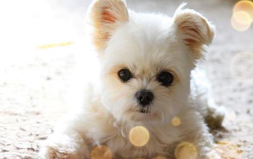 上班族照顧自己的狗狗寶貝妙招上班族養狗知識匯總