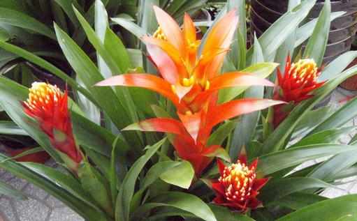 鴻運當頭的介紹-鴻運當頭的養護技巧