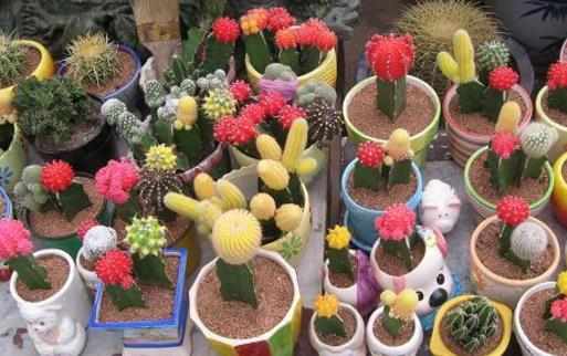 家庭養花施肥不當至花卉死亡盆花施肥的要求