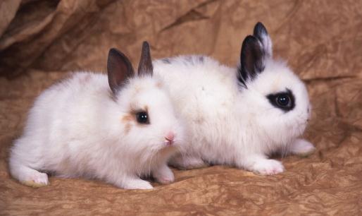 家兔怎麼養？家兔吃什麼？