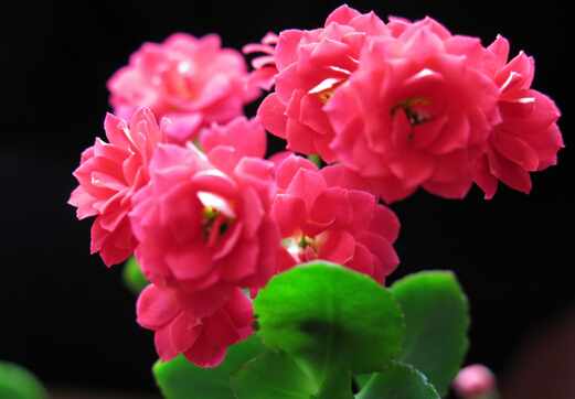 長壽花與家居風格的搭配-長壽花的風水學應用