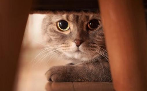 猫咪被嚇著以後，鏟屎官別坐視不管，有這4種安撫管道