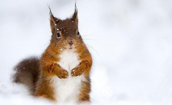 雪地松鼠的簡介-雪地松鼠怎麼養？