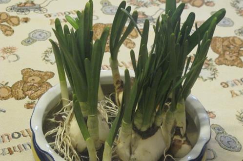 水仙花的正確養護方法養水仙花的注意事項
