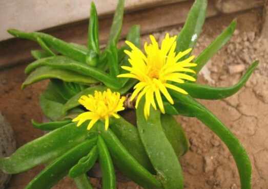 佛手掌的風水學應用-佛手掌在家居中的作用