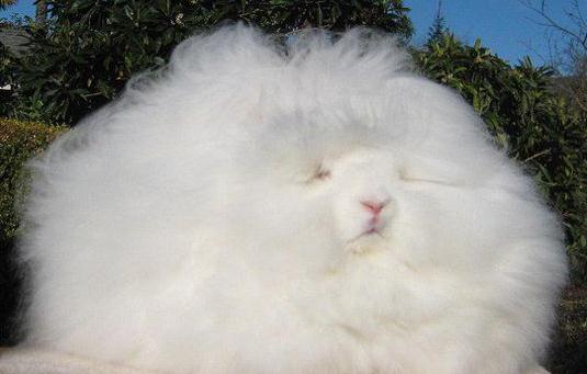 巨型安哥拉兔是怎樣的？巨型安哥拉兔的簡介