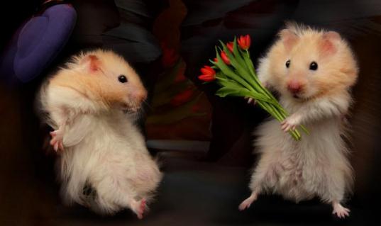 老公公倉鼠餵養要點-老公公倉鼠怎麼養?