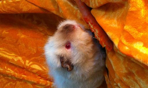 喜馬拉雅天竺鼠怎麼養？喜馬拉雅天竺鼠形態特徵