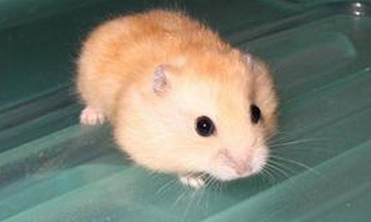 布丁倉鼠怎麼養？布丁倉鼠的習性