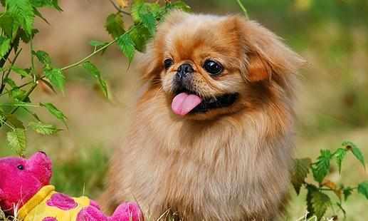 北京犬怎麼餵養？京巴犬多少錢一隻？