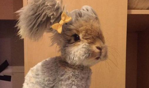 草泥兔是什麼？草泥兔怎麼養？