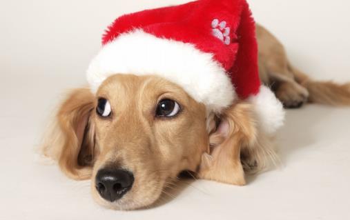 種必不可少的水果，對於猫咪來說，水果攝入同樣特別重要