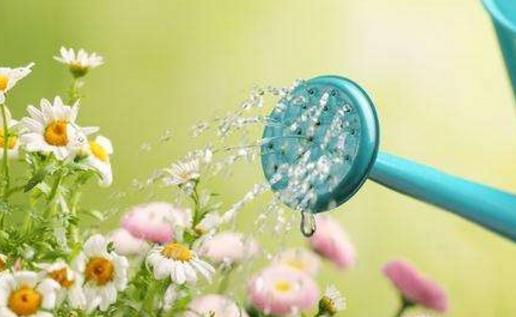 澆水不當是花卉死亡的主要原因養花要從學澆水開始