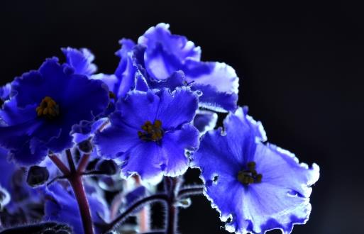 將紫羅蘭栽培到家中紫羅蘭的養殖方法