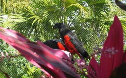 彼斯奎氏鸚鵡吃什麼？彼斯奎氏鸚鵡的飼養方法