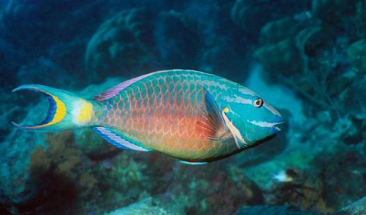 鸚哥魚的風水學應用-鸚哥魚魚缸怎麼擺放？