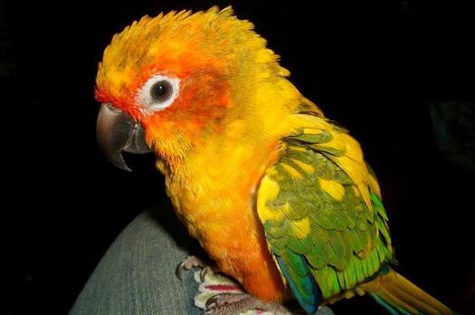 太陽錐尾鸚鵡的簡介太陽錐尾鸚鵡的產地