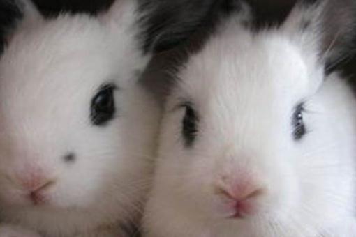 銀狐兔怎麼養？銀狐兔的餵養方法