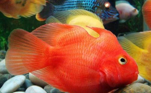 血鸚鵡魚怎麼養？血鸚鵡魚的養殖環境