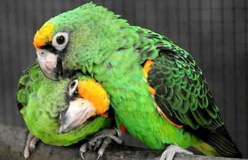 賈丁氏鸚鵡的簡介賈丁氏鸚鵡的外形特徵