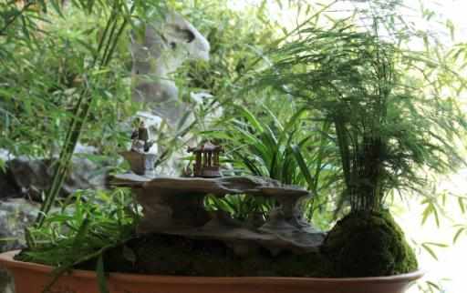 家庭養花：適合家庭養的耐陰植物總有一款適合你