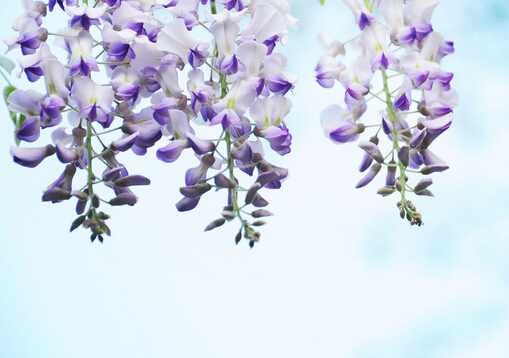 紫藤花的風水學應用-紫藤花在家居中的作用