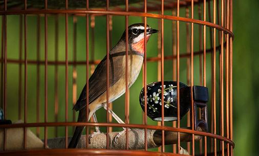 籠養鳥應注意哪些洗浴方法