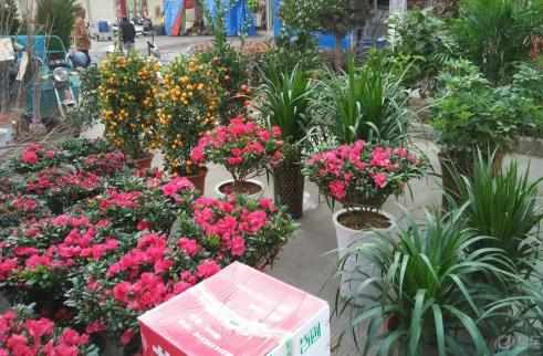 廚房用剩的菜不要扔，這麼一弄做成肥料，好用極了！