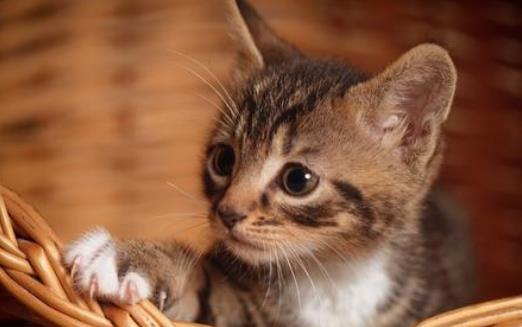 扒一扒猫爪的小秘密殺機藏在肉墊裏