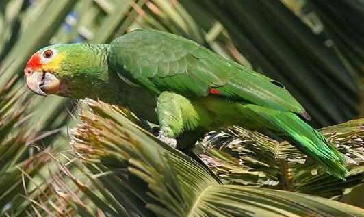 紅額亞馬遜鸚鵡的飼養方法紅額亞馬遜鸚鵡的價格