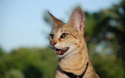 薩凡納猫多少錢一隻？薩凡納猫怎麼養？