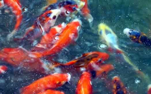 不同的觀賞魚有不同的意義觀賞魚飼養方法