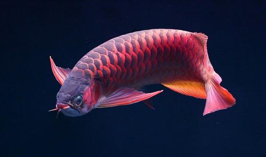 非洲龍魚的簡介-非洲龍魚的品相標準