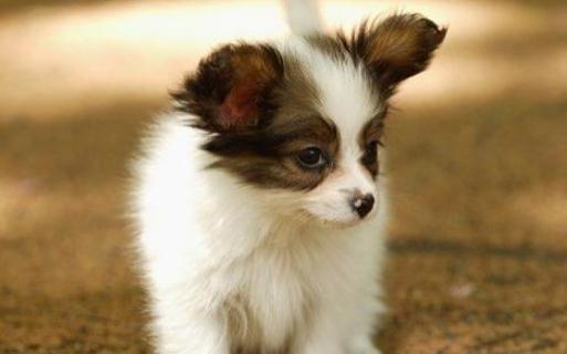 蝴蝶犬多少錢能買到？蝴蝶犬怎麼訓練？