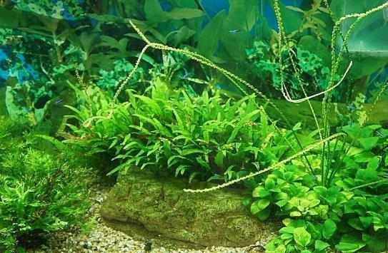 水草是什麼？水草的種類和特徵