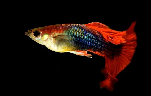 孔雀魚是如何繁殖的？