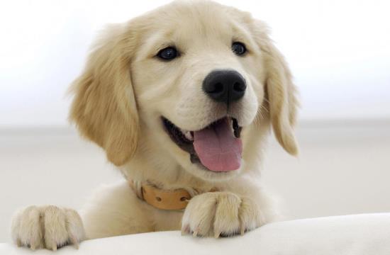 狗狗為什麼老聞主人襠部狗狗聞屁股是幹嘛