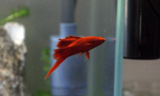 紅箭魚的品種介紹-紅箭魚怎麼樣？