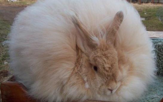 緞毛安哥拉兔的產地-緞毛安哥拉兔怎麼養？