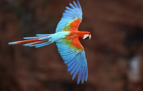 綠翅金剛鸚鵡是怎樣的？綠翅金剛鸚鵡的特徵