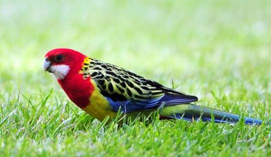 東玫瑰鸚鵡的簡介東玫瑰鸚鵡的產地