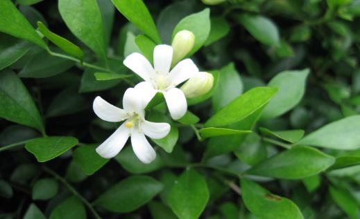 九裡香是什麼?九裡香對家居環境的影響