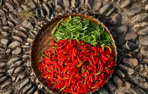 辣椒為什麼有辣的,有不辣的?